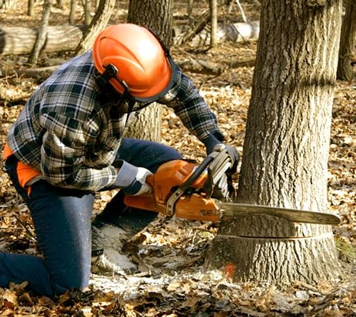 Tree Removal in Eau Claire, MI